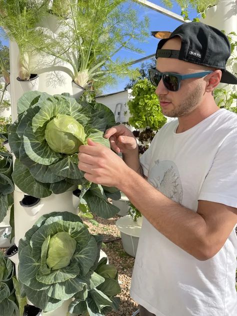 cabbage-on-hydroponic-towers Hydroponic Towers, Growing Cabbage, Hydroponic Gardening System, Aeroponic System, Garden Tower, Green Tower, Indoor Farming, Hydroponic Farming, Vertical Vegetable Garden