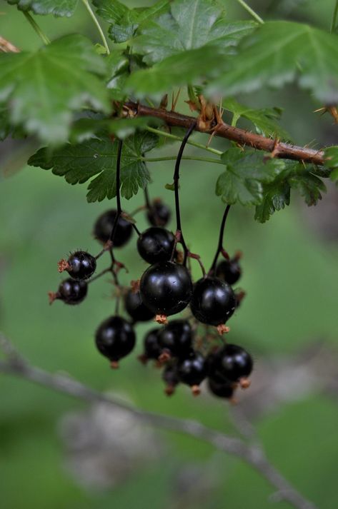 Foraging Washington State, Saskatoon Berry, Oregon Grape, Berry Plants, Wild Berries, Jelly Bag, Crab Apple, Wild Food, Edible Plants