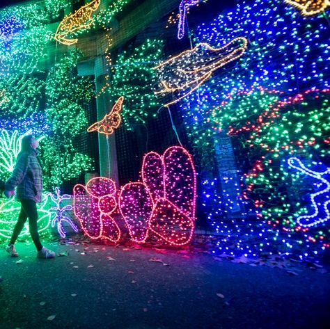 Best Christmas Light Displays, Christmas Light Show, Light Tunnel, Best Christmas Lights, Silver Dollar City, Christmas Light Displays, Led Christmas Lights, 2023 Christmas, Laser Lights