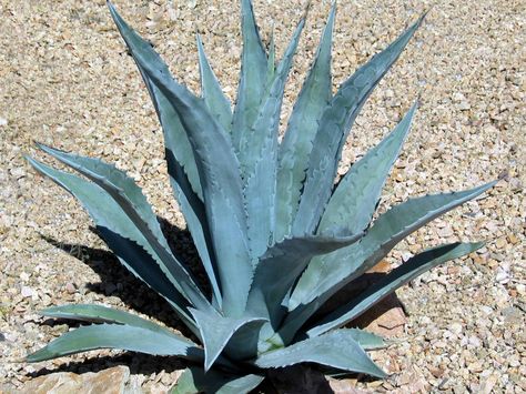 Agave americana (Century Plant, American Aloe) → Plant characteristics and more photos at: http://www.worldofsucculents.com/?p=585 Blue Agave Plant, Tequila Agave, Agave Americana, Agave Attenuata, Century Plant, Succulent Landscape Design, Architectural Plants, Succulent Landscaping, Blue Plants