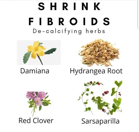 This is something to look into!! Possibly shrinking fibroids naturally. Herbs For The Uterus, Fibroid Herbal Tea, Best Herbs For Fibroid, Fibroid Shrinking Foods, Fibroid Tea Recipe, Herbs For Heavy Periods, Fibroid Shrinking Tea, Herbs For Uterus Health, Essential Oils For Fibroid Tumors