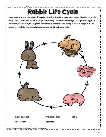 Rabbit Life Cycle, Rabbit Life, Rabbit Baby, Life Cycle, Life Cycles, The Stage, Google Slides, Rabbits, Crafts For Kids