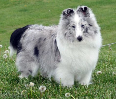 Divine Shetland Sheepdogs Sheepdog Puppy, Shetland Sheepdog Blue Merle, Shetland Sheepdog Puppies, Sheltie Dogs, Lil Black, Blue Merle, Shetland Sheepdog, New Puppy, Puppies