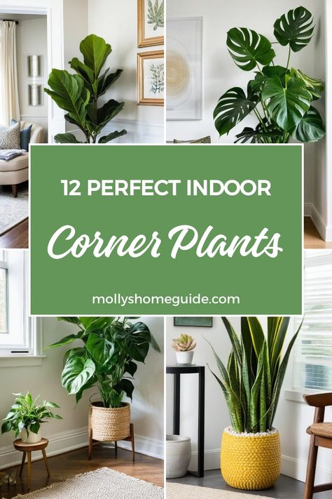 Looking to spruce up your living room corners? Discover the best indoor corner plants that will add life and style to your space. From low light options to tall plant racks, these indoor plants are perfect for every apartment. Transform your home with indoor plants that will liven up any corner, whether on the floor or by the windows. Elevate your indoor decor with these stunning plant ideas and create a cozy atmosphere in your living room. Arranging House Plants Living Rooms, Plant In Corner Living Room, Tall Plant Living Room, Apartment Plant Ideas, Plant Lights Indoor Setup Living Room, Inside Plants Decor Living Room, Tall House Plants Indoor, Plants In Dining Room, Empty Room Ideas