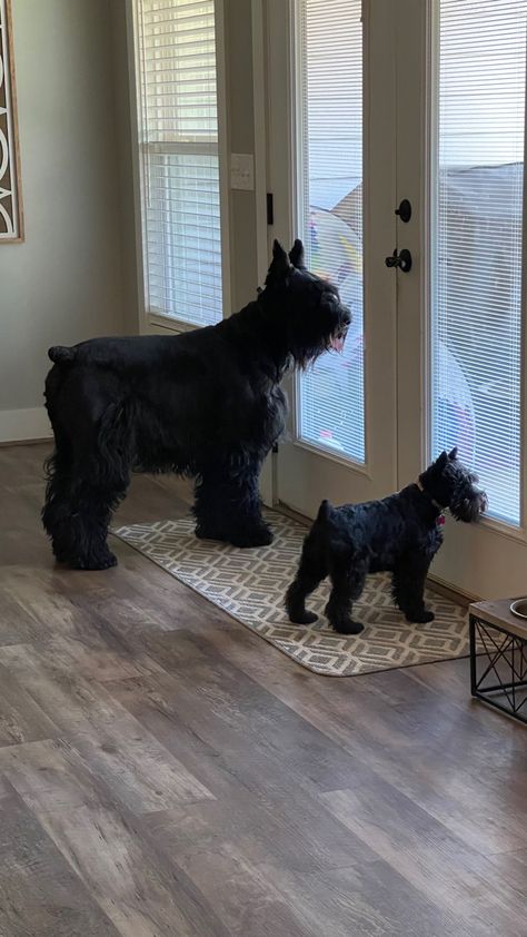 Schnauzer Dogs Giant, Black Mini Schnauzer Puppy, German Schnauzer, Giant Schnauzer Puppy, Black Mini Schnauzer, Black Miniature Schnauzer, Miniature Schnauzer Black, Schnauzer Cut, Schnauzer Breed