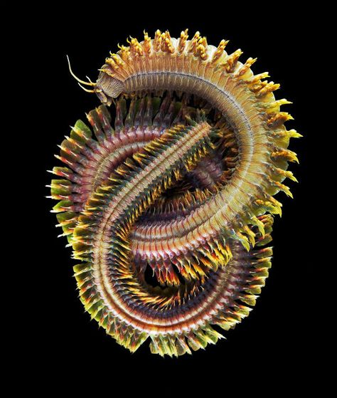 King Ragworm and Slender Ragworm. (Alitta virens, the king ragworm. credit: Alexander Seminov) Bizarre Photos, Arte Alien, Deep Sea Creatures, Underwater Creatures, Alien Creatures, Life Form, Bugs And Insects, Ocean Creatures, Underwater Photography