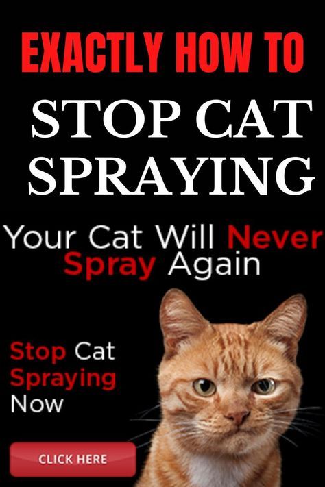 How to Stop a Cat from Spraying: Cats aren’t stupid. They don’t do things or repeat behaviors unless there’s a real reason for it. So if you want to stop a cat from spraying, you first need to understand why the cat is spraying to begin with. I’m going to tell you about a program called, Cat Spray Stop that will help you get this solved fast. You'll be glad you found this! Stop Cat Spraying Indoors | Stop Cat from Spraying Furniture Cat Owner Hacks, Training A Kitten, Cat Behavior Facts, Cat Behavior Problems, Cat Advice, Cat Hacks, Cat Info, Cat Spray, Bad Cats