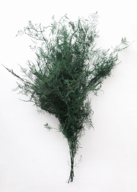 Preserved Asparagus Fern Leaves | Shop Natural Greenery at Afloral.com Preserved Leaves, Holiday Flowers, Faux Branches, Asparagus Fern, Fern Leaves, Flowers Dried, Preserved Flowers, Dried Flower Arrangements, Simple Flowers