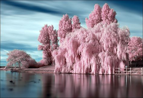 Candyfloss by Mark (marbo), via Flickr Weeping Willow Tree, Weeping Willow, Pink Trees, Willow Tree, Photography Wallpaper, Facebook Cover Photos, Beautiful Tree, Beautiful World, The Pink