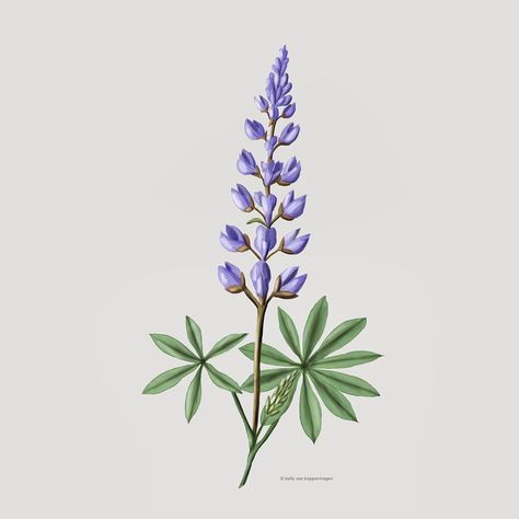 Blue Lupine Flowers, Lupine Flower Drawing, Lupine Aesthetic, Lupine Illustration, Lupine Drawing, Silver Lupine, Silvery Lupine, Lupin Illustration, Lupine Painting