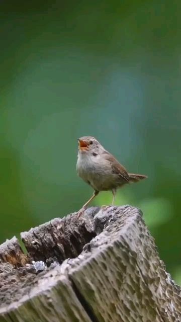 Birds Perfection on Instagram: "A Wren's real voice... By @lawrencechatton" Birds Voice, Birds Photography Nature, Bird Gif, Most Beautiful Birds, Bird Hunting, Funny Birds, Nature Birds, August 26, Cute Wild Animals