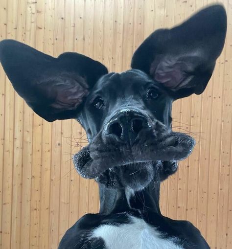 Great Dane Aesthetic, Grate Danes, Great Dane Black, Black Great Dane, Great Dane Funny, Black Great Danes, Tattoo Nature, Animals Tattoo, Tallest Dog