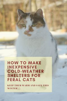 Shelter For Feral Cats Winter, Feral Cat Shelter Winter Diy, Diy Feral Cat Shelter Cold Weather, Outside Cat Shelter, Igloo Dog House, Cat Shelters For Winter, Cat Shelters, Outdoor Cat Shelter, Feral Cat Shelter