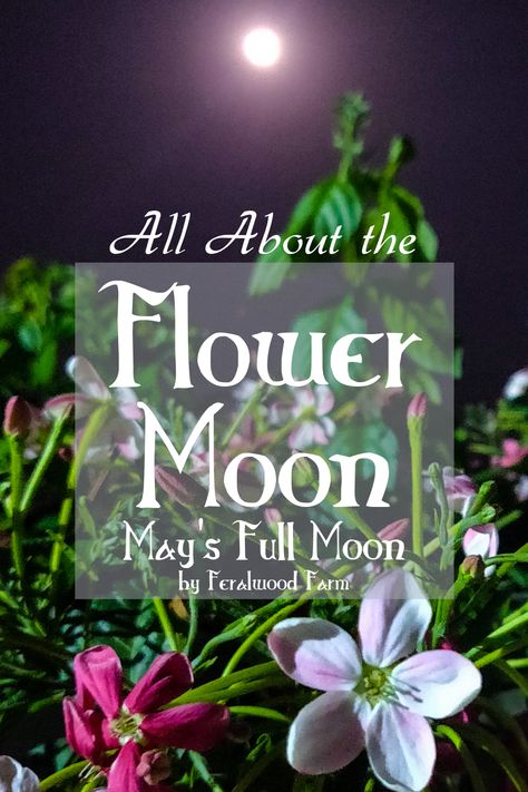 Learn all about the Flower Moon, May's Full Moon. Learn how to work with the Flower Moon. Flower Moon Correspondences. Flower Full Moon Rituals, May Full Moon Ritual, Flower Moon Correspondences, May Full Moon 2024, Full Flower Moon Ritual, May Correspondences, Flower Moon Ritual, Flower Moon Meaning, Moon Correspondences