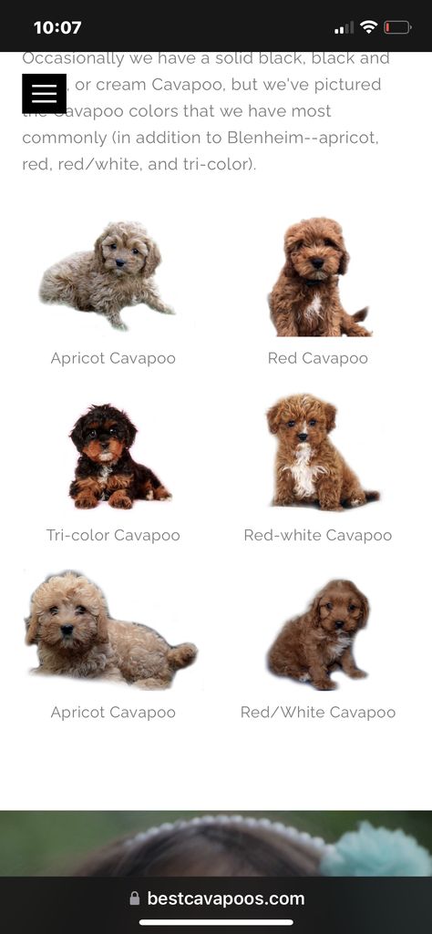 Cavapoo Essentials, Teacup Cavapoo Full Grown, Spoodle Cockapoo Puppy, Tri Color Cavapoo, Cacapoopoo Dog, Cavoodle Fully Grown, Cavapoo Mini, Golden Cavapoo, Teddy Bear Cut Cavapoo