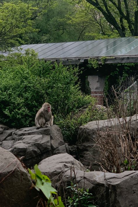 Central park zoo, zoo, monkey, animal, nature, green Nyc Bday, Veterinarian Aesthetic, Nature Indian, Central Park Zoo, Zoo Zoo, Monkey Animal, Baby Monkeys, Aesthetic Dream, Ape Monkey