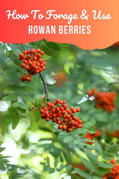 Unique Berries, Assyrian Recipes, Plant Identification App, Rowan Berries, Wild Food Foraging, Foraging Recipes, Berry Tea, Mountain Ash, Berries Recipes