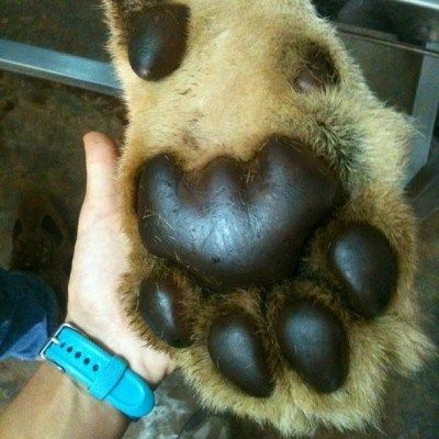 Giant Toe Beans For You To Gush Over - I Can Has Cheezburger? Toe Beans, Lion Paw, Hand Photo, Human Hand, Crazy Cat Lady, Cute Funny Animals, Big Cats, Crazy Cats, Cat Love