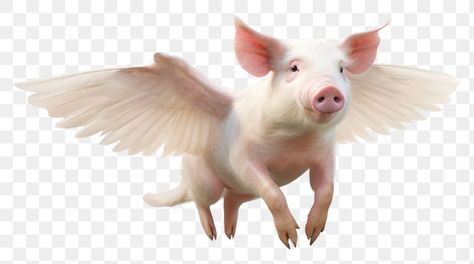 Pig Wings, Pig With Wings, Fairy Png, Flying Fairy, Poor Things, Pig Cartoon, Bird Wings, Cartoons Png, Flying Pig