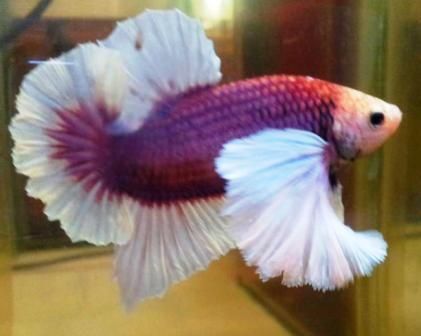 beautiful betta fish Beautiful Betta Fish, Fish Facts, Dumbo Ears, Betta Fish Types, Tropical Freshwater Fish, Betta Fish Care, Lavender Butterfly, Beta Fish, Fish Care