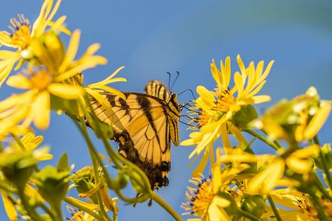 Vermont Gardening, Native Plant Landscaping, Asclepias Incarnata, Highbush Blueberry, Swamp Milkweed, Pollinator Plants, Cardinal Flower, Invasive Plants, How To Attract Birds