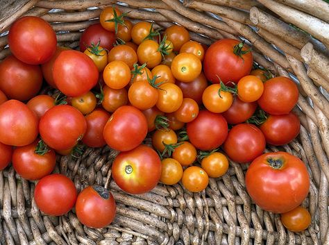 What To Do With A Lot Of Cherry Tomatoes, What To Do With Extra Cherry Tomatoes, What To Do With Cherry Tomatoes From The Garden, What To Do With Garden Cherry Tomatoes, Excess Cherry Tomatoes, Cherry Tomato Plant, Green Tomato Recipes, Vegetable Casserole, Canning Tomatoes