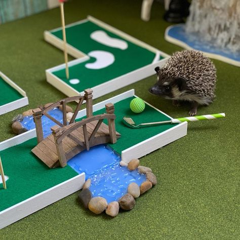 Quillbert on Instagram: “Anyone care for some mini golf with little Chibi... made this fun course. Winner gets lots of worms and bugs ❤️🦔👏🏻.” Hedgehog Food Ideas, Hedgehog Snacks, Diy Hedgehog Cage, Hedgehog Quotes, Cute Hedgehog Pictures, Hedgehog Party Ideas, Cute Hedgehog Drawing, Hedgehog Aesthetic, Hedgehog Cage Ideas