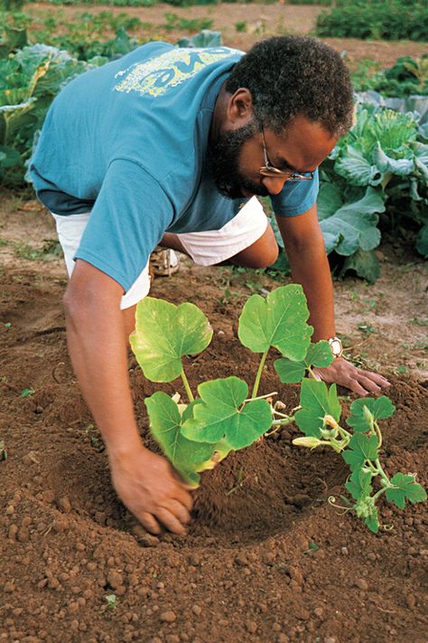 Growing Pumpkins Vertically, Growing Pumpkins From Seeds, Urban Farmstead, Pumpkin Gardening, How To Grow Pumpkins, Pumpkin Growing, Grow Pumpkins, Garden 101, Garden Witch