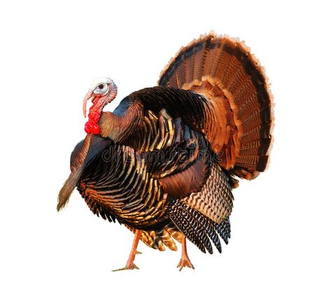 Photo about Turkey Tom strutting his stuff on a white background. Image of turkey, feet, meleagris - 1839438 Bronze Turkey, Turkey Tom, Fowl Language, Turkey Images, Different Birds, Wild Turkey, Turkey Dinner, Army Wallpaper, Types Of Dogs