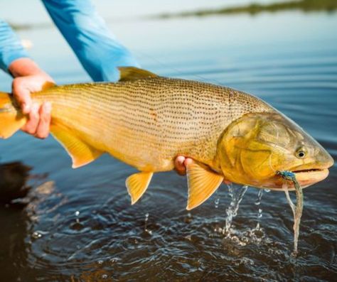 Fish Facts about Golden Dorado 🐟 ▪"Dorado" originates from the Latin word for "gold" ▪Golden Dorado are native to Brazil, Paraguay, Uruguay, Bolivia, and Argentina ▪Golden Dorado are excellent predators, and their diet consists mainly of other fish Fish for them on the only mothership fishing program in Argentina! Learn more here 👉 https://gotfishing.com/adventures/fishing/golden-dorado-river-cruiser-argentina/ #gotfishing #flyfishing #fishingadventure #goldendorado #fishingargentina Golden Dorado Fish, Dorado Fish, Fish Facts, Latin Word, Fish Fish, Fishing Guide, Fishing Adventure, The 2000s, Best Fishing