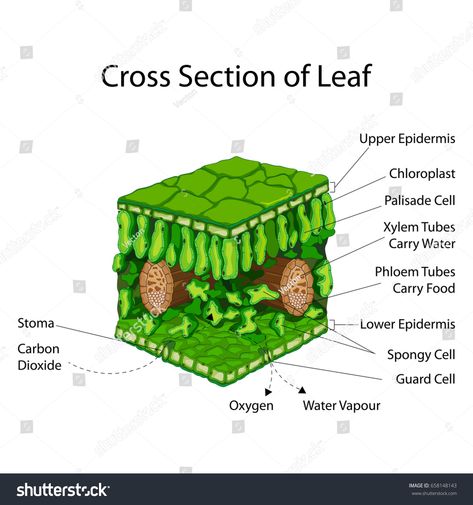 Cross Section Of A Leaf, Leaf Diagram, Palisade Cell, Education Chart, Biology Projects, Cross Section, The Cross, Biology, Vector Illustration