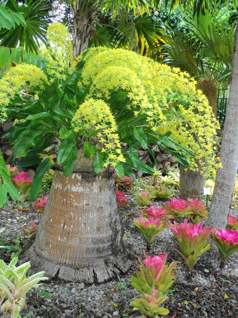 Cascading yellow orchids growing out of the stump of a palm tree surrounded by bromeliads. Love this look for shady areas. Palm Tree Stump Ideas, Attaching Orchids To Palm Trees, Bromeliads On Trees, Orchid On Tree Trunk, Bromeliads On Trees Trunks, Anacacho Orchid Tree, Miniature Orchids, Yellow Orchid, Rare Orchids