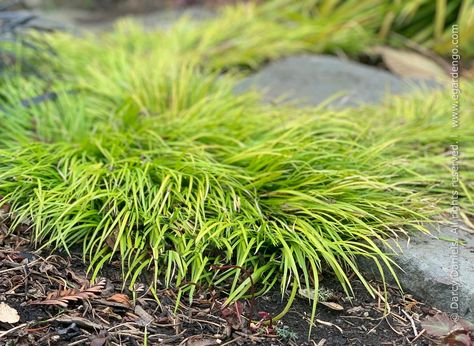 Burgundy, Blue and Yellow Foliage Combo for Part Shade Cedrus Deodara, Geranium Rozanne, Edging Plants, Lawn Alternatives, Hardy Geranium, Japanese Sweet, Woodland Garden, Sun And Water, Plant Combinations