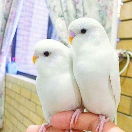 White Parakeet, White Budgie, Parakeet Bird, Budgies Bird, White Birds, Kinds Of Birds, Bird Watcher, Pet Bird, Exotic Birds