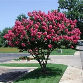 Colourful Trees, Crepe Myrtle Trees, Taman Air, Eastern Redbud, Fence Planters, Myrtle Tree, Crepe Myrtle, Hydrangea Care, Front Yards