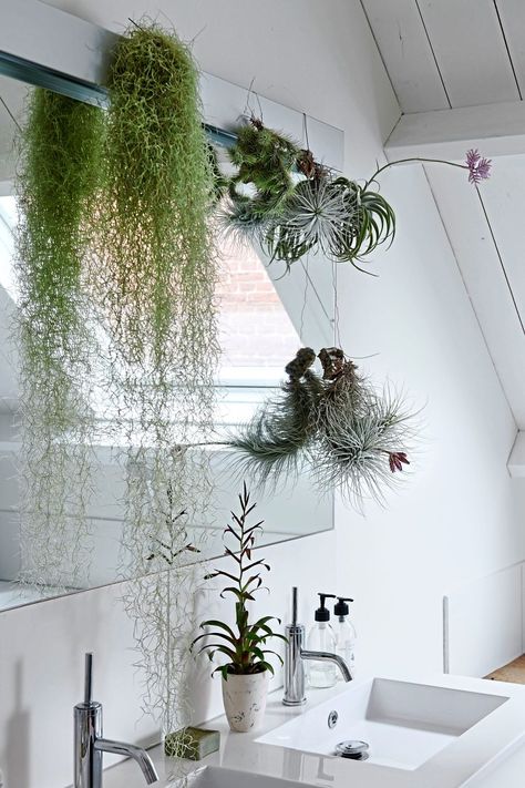 Spanish Moss: Low maintenance greenery for your living room | The Star Ficus Pumila, Modern Bathroom Interior, Bathroom Plan, Indoor Design, Bathroom Plants, Boho Bathroom, Spanish Moss, Bathroom Pictures, Spider Plants