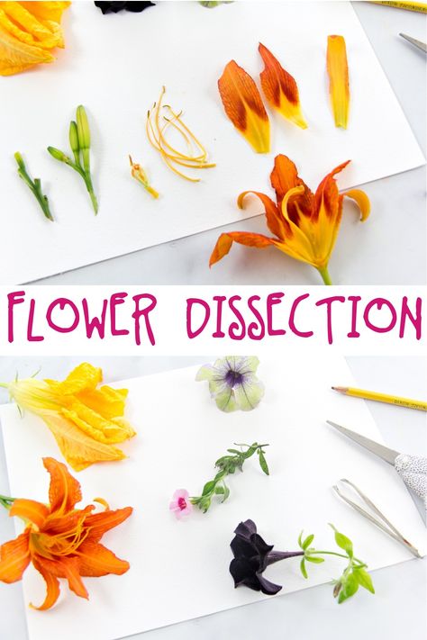 Learn about Plants with this Flower Dissection Activity • Kids Activities Blog Garden Activities For Kids, Flower Dissection, Garden Activities, About Plants, Science Experiments Kids, Science For Kids, Science Experiments, Flower Child, Kids Activities