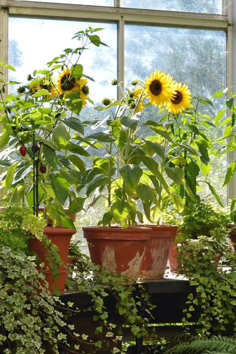 4 terracotta pots with short (1m) dwarf sunflowers. They have bright lemon yellow petals and a deep brown center on top of each single stem, with new buds surrounding them. Garden Inspo, Garden Mini, Climbing Roses, Small Gardens, Mini Garden, Garden Spaces, Wisteria, Stone Wall, Window Sill