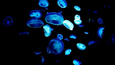 jellyfish blue light ocean glow in the dark Jellyfish Gif, Underwater Jellyfish, Anthropic Principle, Pro Tiktok, Tablet Aesthetic, Ocean Gif, Jellyfish Blue, Banners Discord, Jellyfish Tank