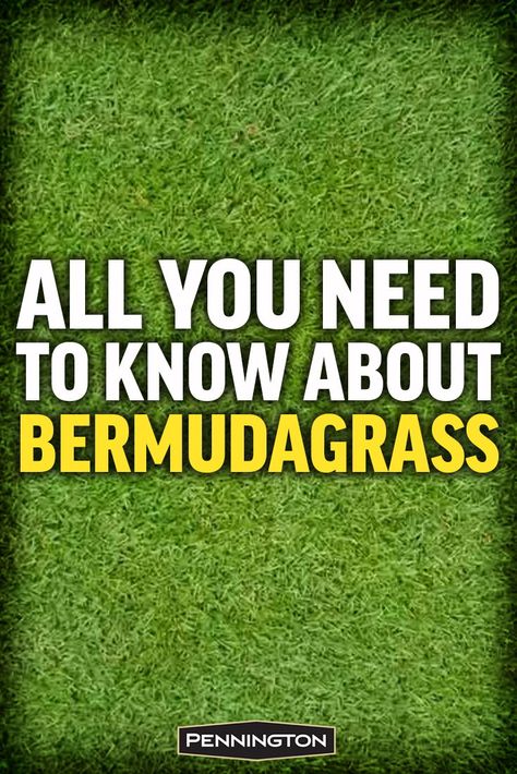 Bermuda Grass Care Tips, Bermuda Grass Lawn, Bermuda Sod, Golf Landscape, Bermuda Grass Seed, Lawn Care Diy, Sod Grass, Best Grass Seed, Grass Types