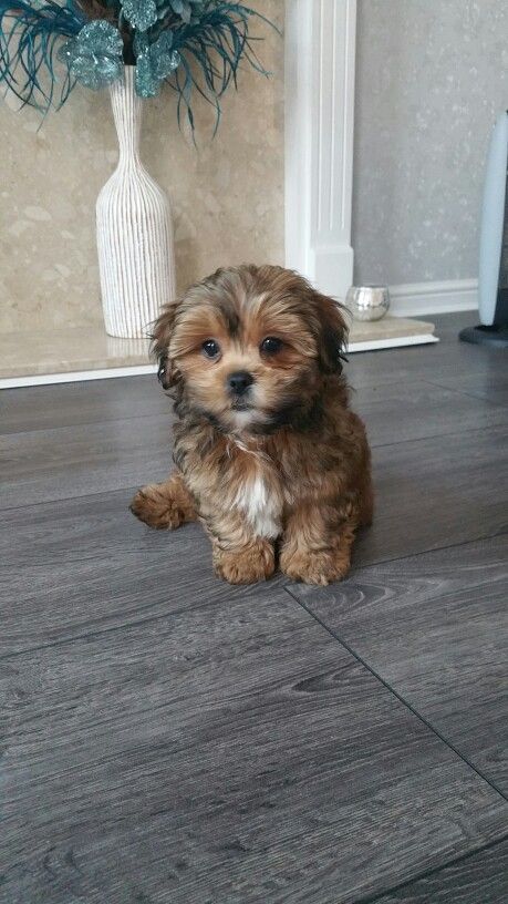 Our Shih Tzu Chihuahua mix puppy, Hugo! Adorable ShiChi!!! Chihuahua Mix Puppies, Lion Dog, Puppy Photos, Shih Tzu Puppy, Chihuahua Mix, Shih Tzu Dog, Lhasa Apso, Puppy Care, Cute Dogs And Puppies