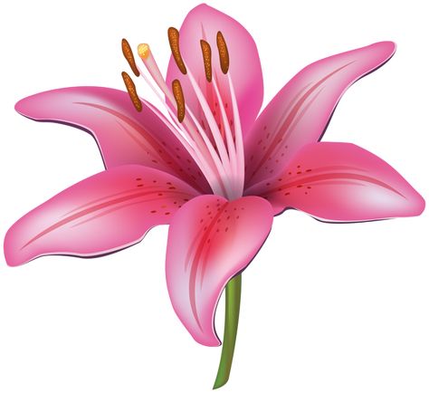 Galerias imagens gratuitas. Pink Lily Flower, Pink Lillies, Clip Art Pictures, Easter Lily, Transparent Flowers, Stargazer Lily, Flower Icons, Flower Clipart, Flower Clip