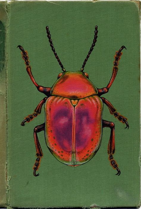 Draw Insects, Cool Bugs, Bug Art, A Bug, App Covers, Drawing Inspo, Art Collage Wall, Old Book, The 60s