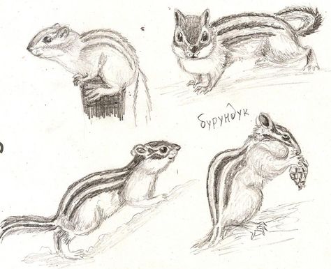 Chipmunk Sketch, Chipmunk Tattoo, Chipmunk Illustration, Chipmunk Drawing, Cats Art Drawing, Watercolour Card, Nature Art Drawings, Animal Study, Animal Sketches