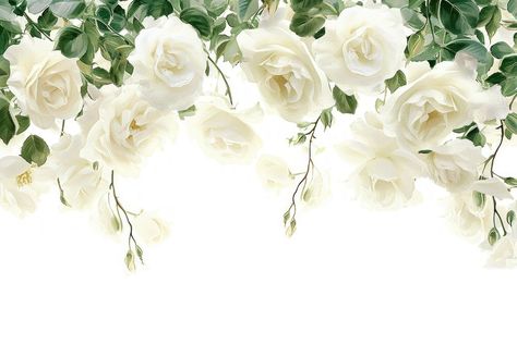 White rose border flower plant petal. | premium image by rawpixel.com / Chotika White Rose Border, White Flower Border, Hot Air Balloon Drawing, White Flower Background, Balloon Drawing, Rose Border, Free Background Images, Rose Vines, Free Background