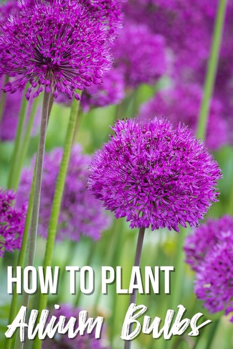 Allium Bulbs, Garden Improvement, Allium Flowers, Growing Bulbs, Plant Help, Side Yard, Natural Garden, Little Garden, Planting Bulbs