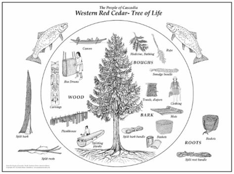 Western Red Cedar (Thuja plicata): A story… — North Cascades Institute Cedar Drawing, Medicine Cards, Thuja Plicata, Interactive Presentation, Historical Painting, Colorado Hiking, Cedar Trees, Ice Climbing, Forest Creatures