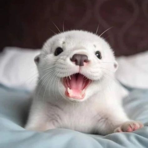 There's a saying. If you want someone to love you forever, buy an otter, feed it and keep it around. White Otter, Otters Cute, Baby Otters, Cute Small Animals, Cute Animals Puppies, Baby Animals Pictures, Pretty Animals, Cute Animals Images, Baby Animals Funny