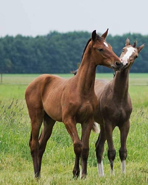 Foal friends Foals Playing, Art References, Beautiful Horses, Drawing Inspiration, Project Ideas, Equestrian, Art Reference, Cute Animals, Horses