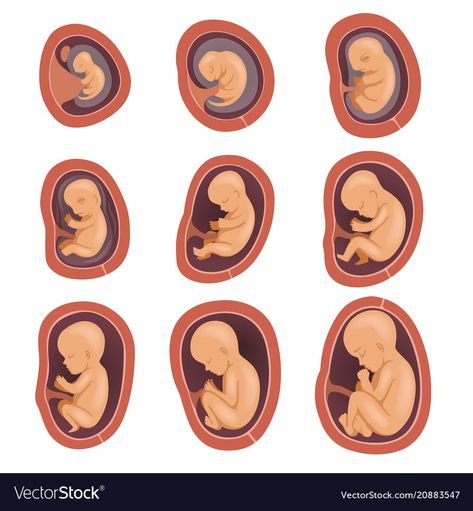 Baby Development Chart, Baby In Womb, Book Infographic, Baby Development Activities, 5 Month Old Baby, Infographic Poster, Fetal Development, Baby Drawing, Development Activities